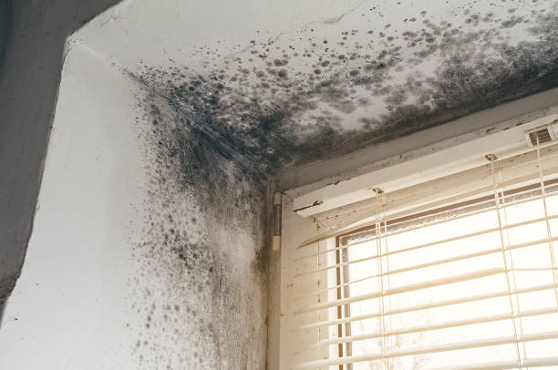 Affordable Basement Mold Remediation solutions in Cliffside Park, NJ